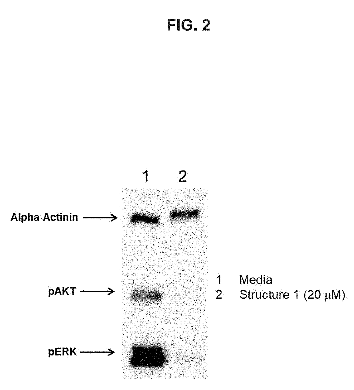 Pyrazolopyrimidine Modulators of RAS GTPase