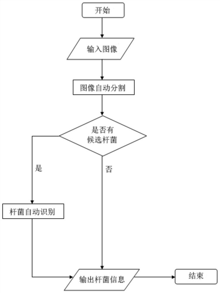 Recognition method of fluorescent sputum smear of Mycobacterium tuberculosis based on deep neural network