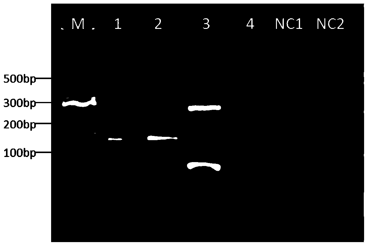 Primer suitable for sequencing DNA-coding compound sequencing library