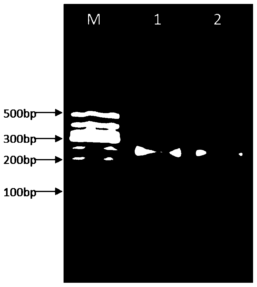 Primer suitable for sequencing DNA-coding compound sequencing library