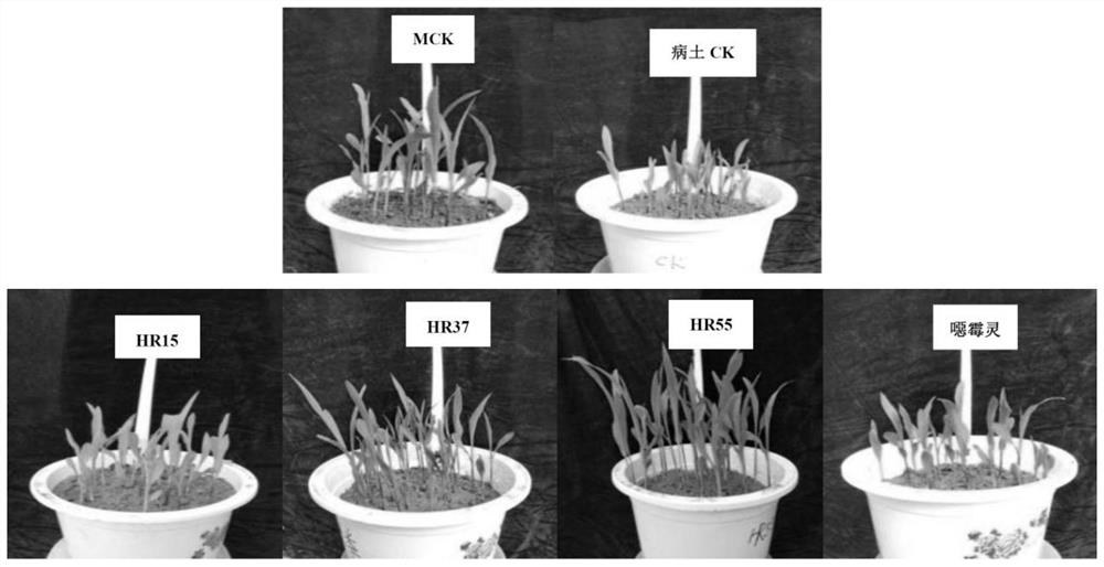 A kind of microbial agent m1 for preventing and treating corn stalk rot and its application