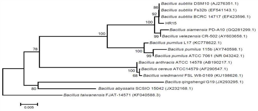 A kind of microbial agent m1 for preventing and treating corn stalk rot and its application