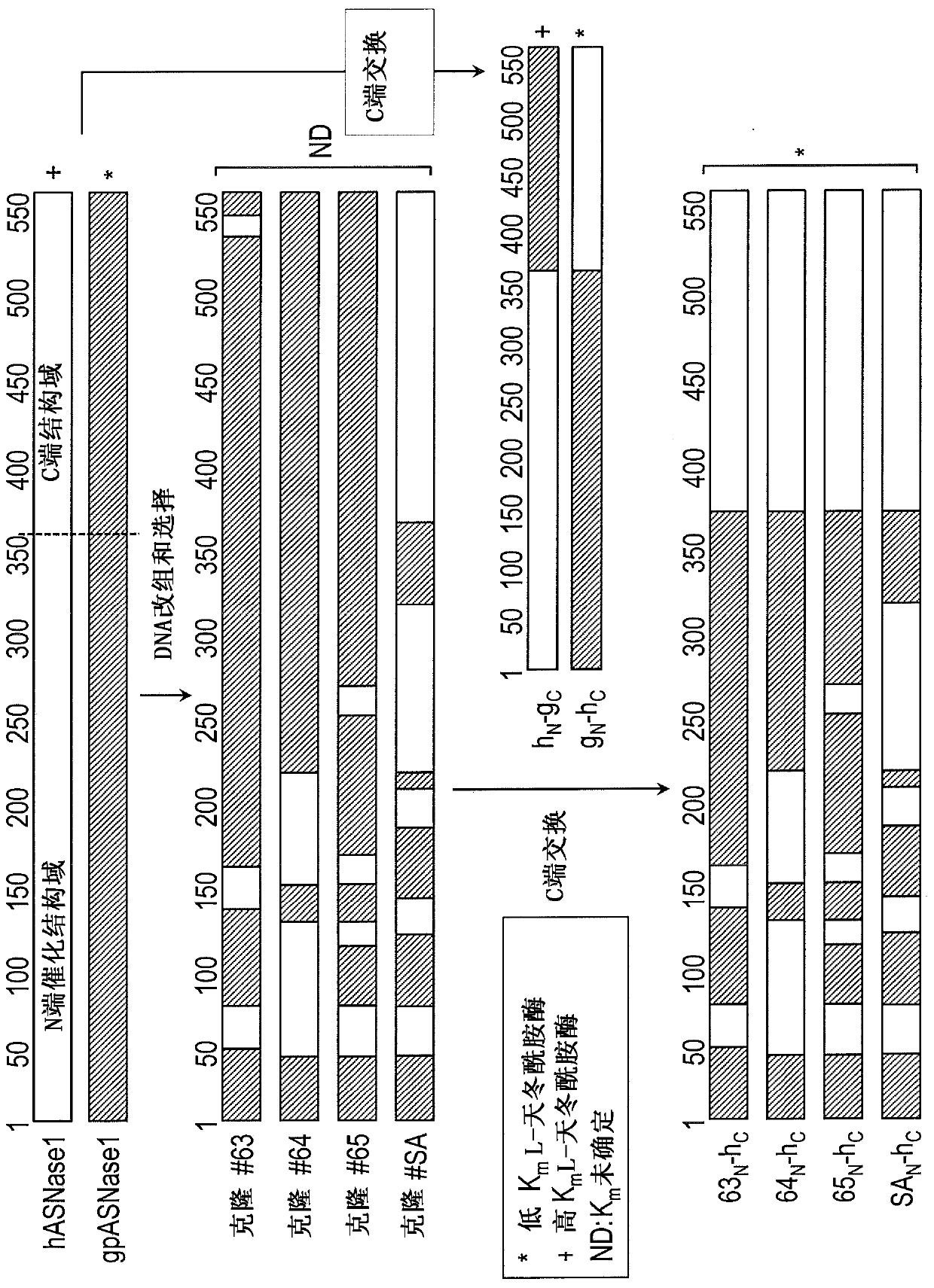 Truncated guinea pig l-asparaginase variants and methods of use