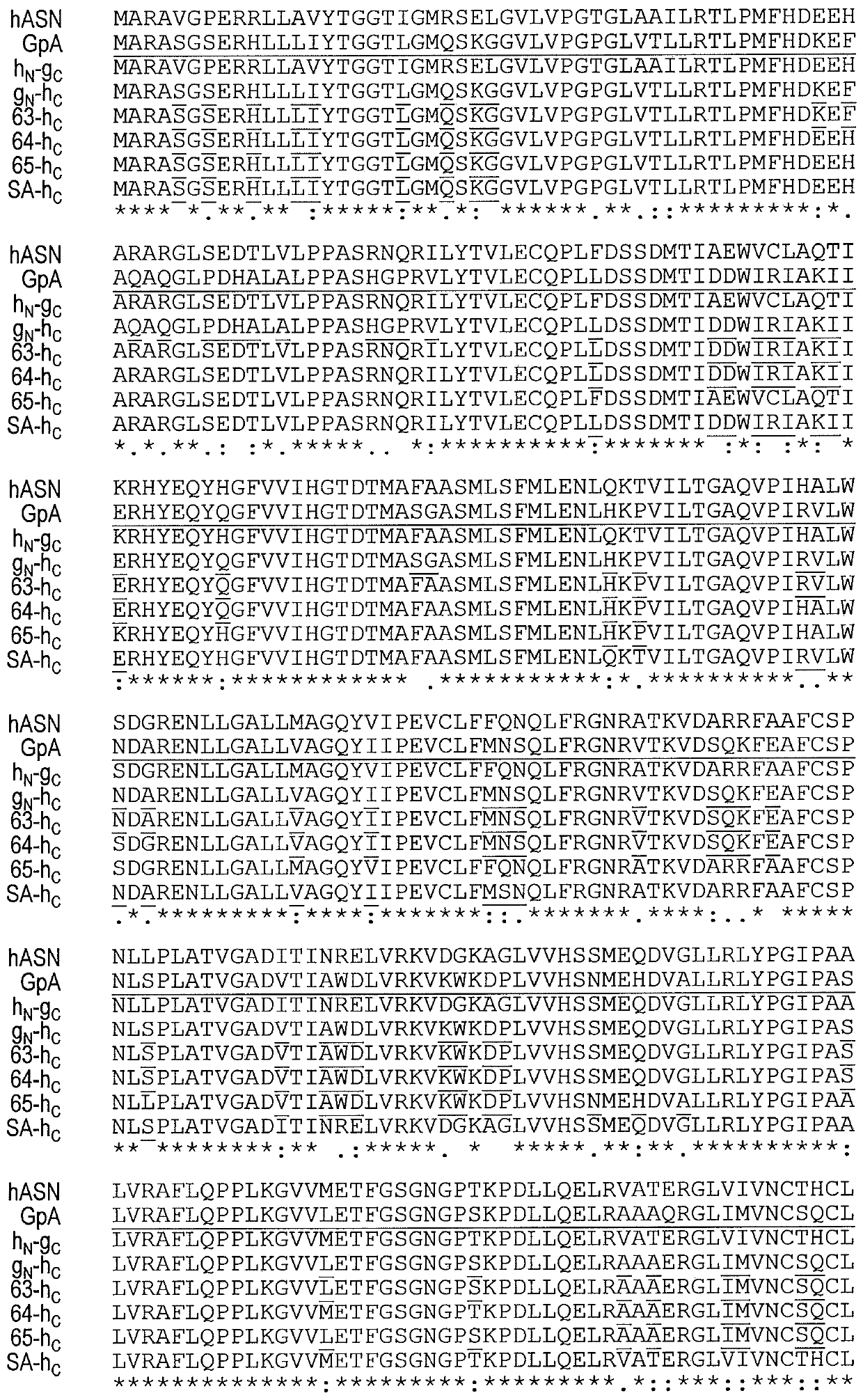 Truncated guinea pig l-asparaginase variants and methods of use