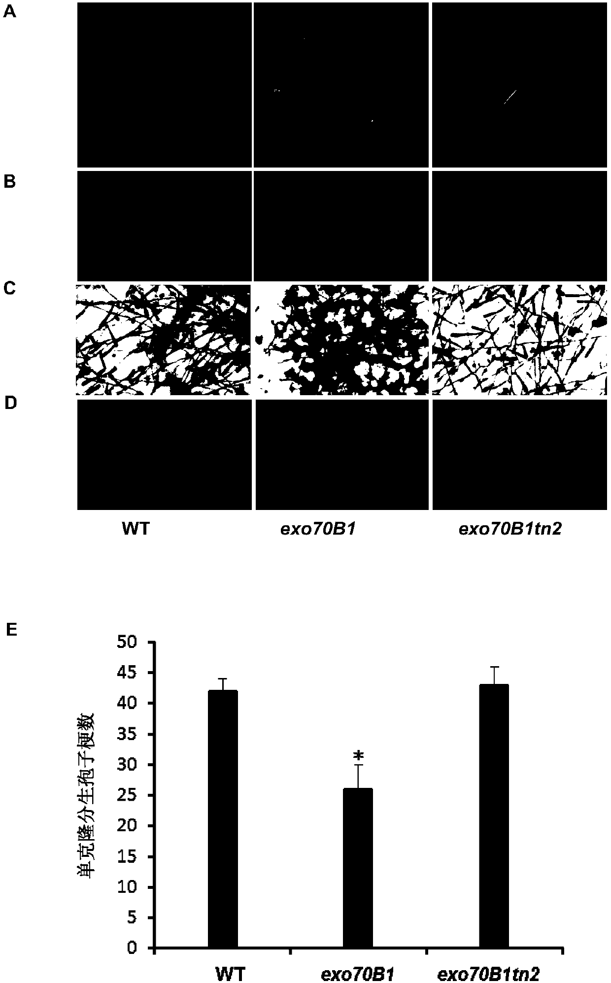 Cloning and application of an r gene tn2 regulating plant powdery mildew resistance