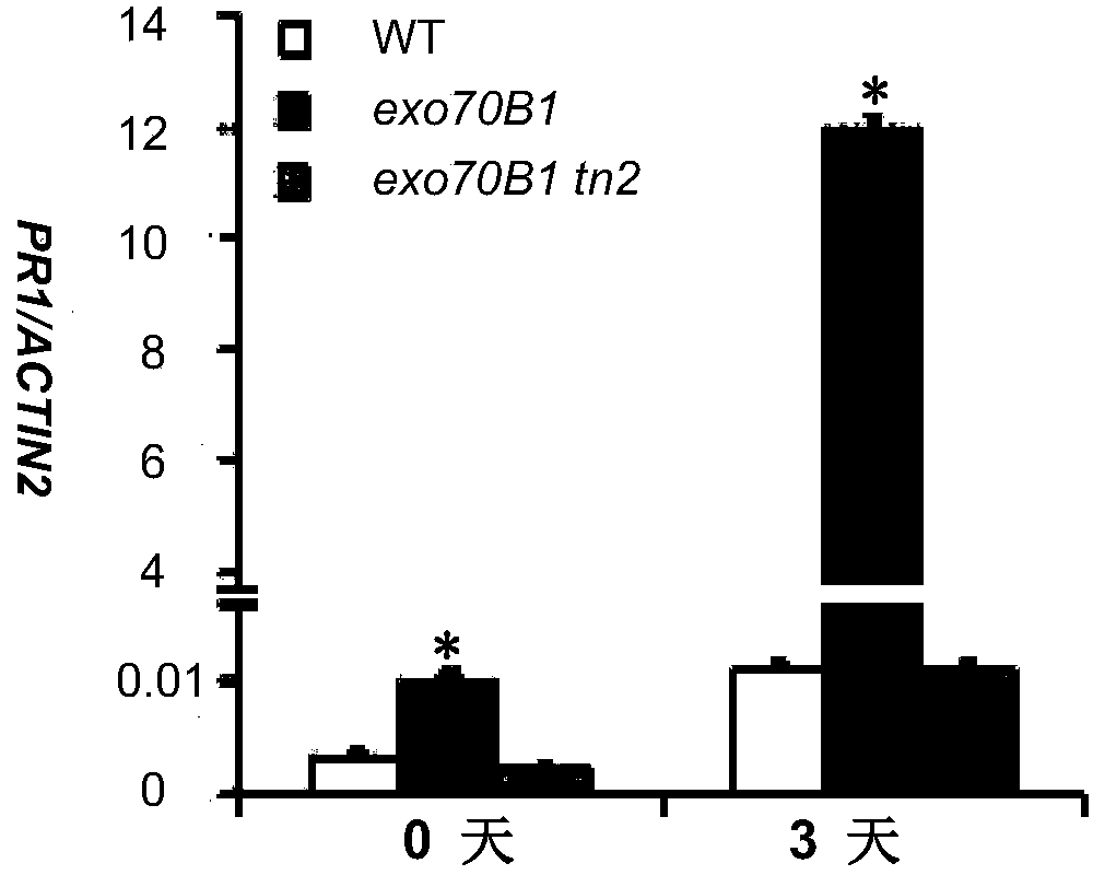 Cloning and application of an r gene tn2 regulating plant powdery mildew resistance