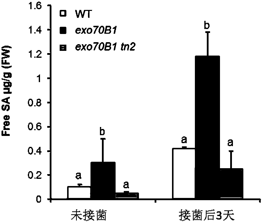 Cloning and application of an r gene tn2 regulating plant powdery mildew resistance