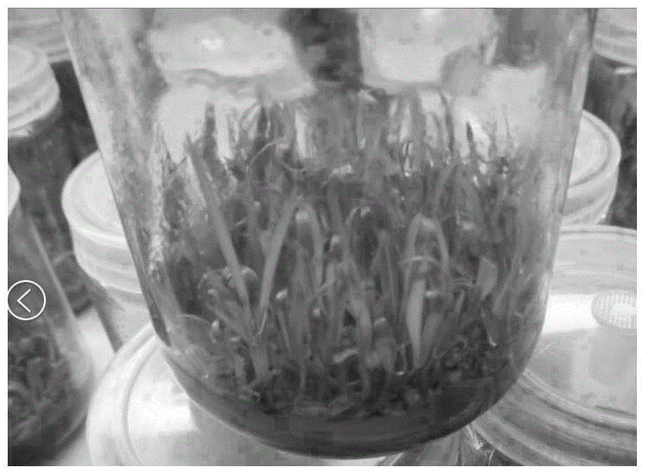 Bletilla striata tissue culture medium and its preparing method