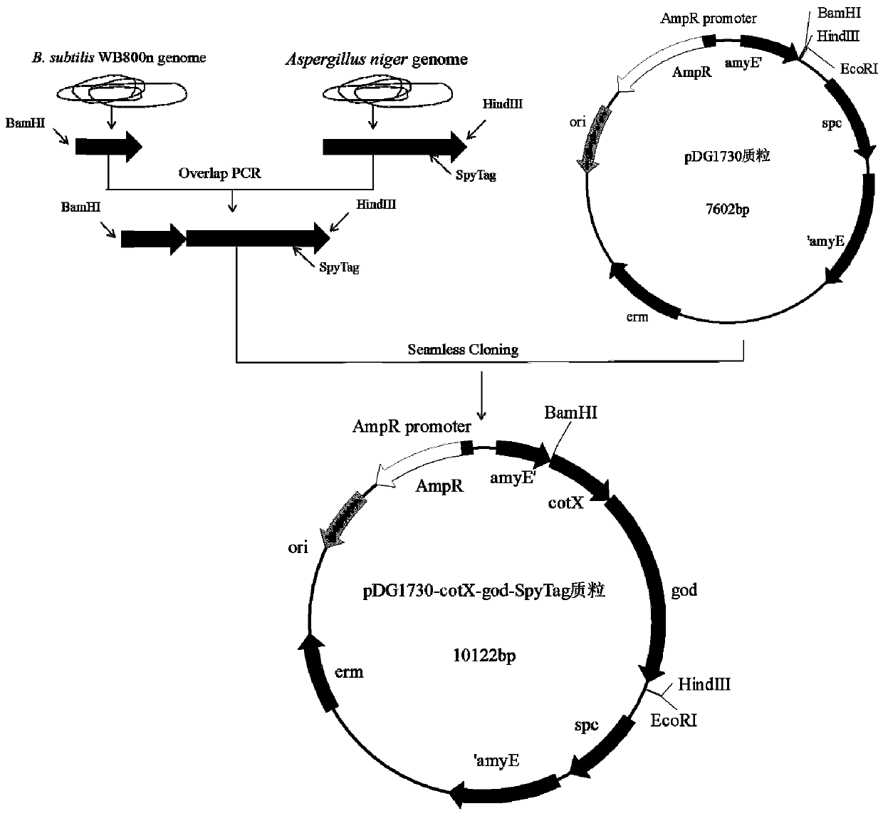 Engineering strain for co-displaying glucose oxidase and catalase on spore surface and application of engineering strain