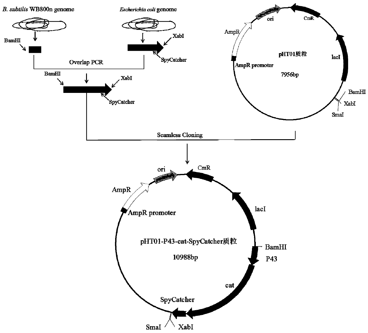 Engineering strain for co-displaying glucose oxidase and catalase on spore surface and application of engineering strain