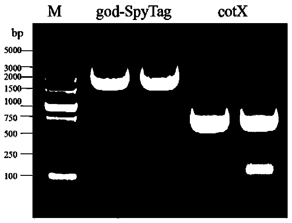 Engineering strain for co-displaying glucose oxidase and catalase on spore surface and application of engineering strain