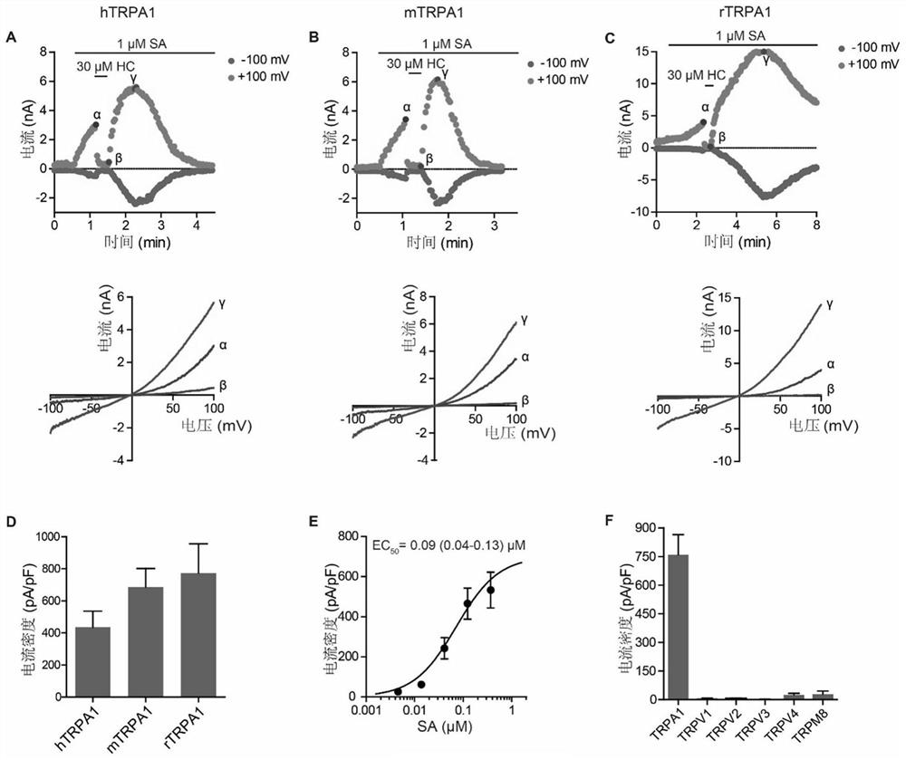 Application of sanguinarine in preparation of TRPA1 channel agonist