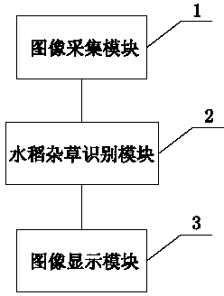 DSP (Digital Signal Processor)-based rice weed recognition system and method