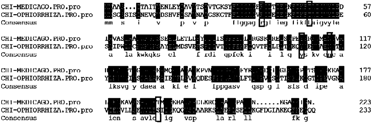 Chalcone isomerase and coding gene, expression vector, host bacteria and application thereof