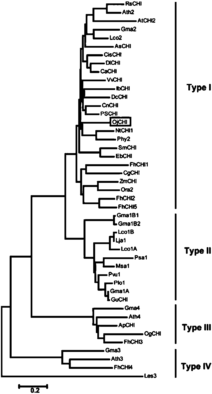 Chalcone isomerase and coding gene, expression vector, host bacteria and application thereof