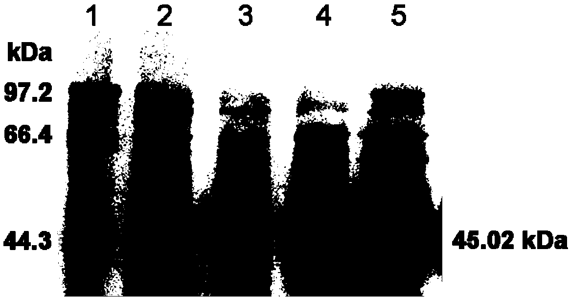 Chalcone isomerase and coding gene, expression vector, host bacteria and application thereof