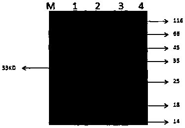 Anti-infectious hematopoietic necrosis virus (IHNV) monoclonal antibody 6G7, and preparation and application thereof