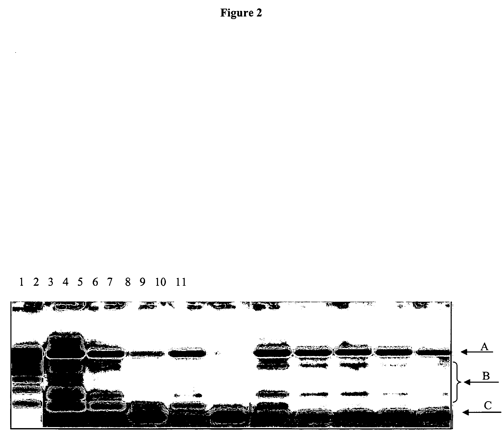 Benzimidazolium compounds and salts of benzimidazolium compounds for nucleic acid amplification