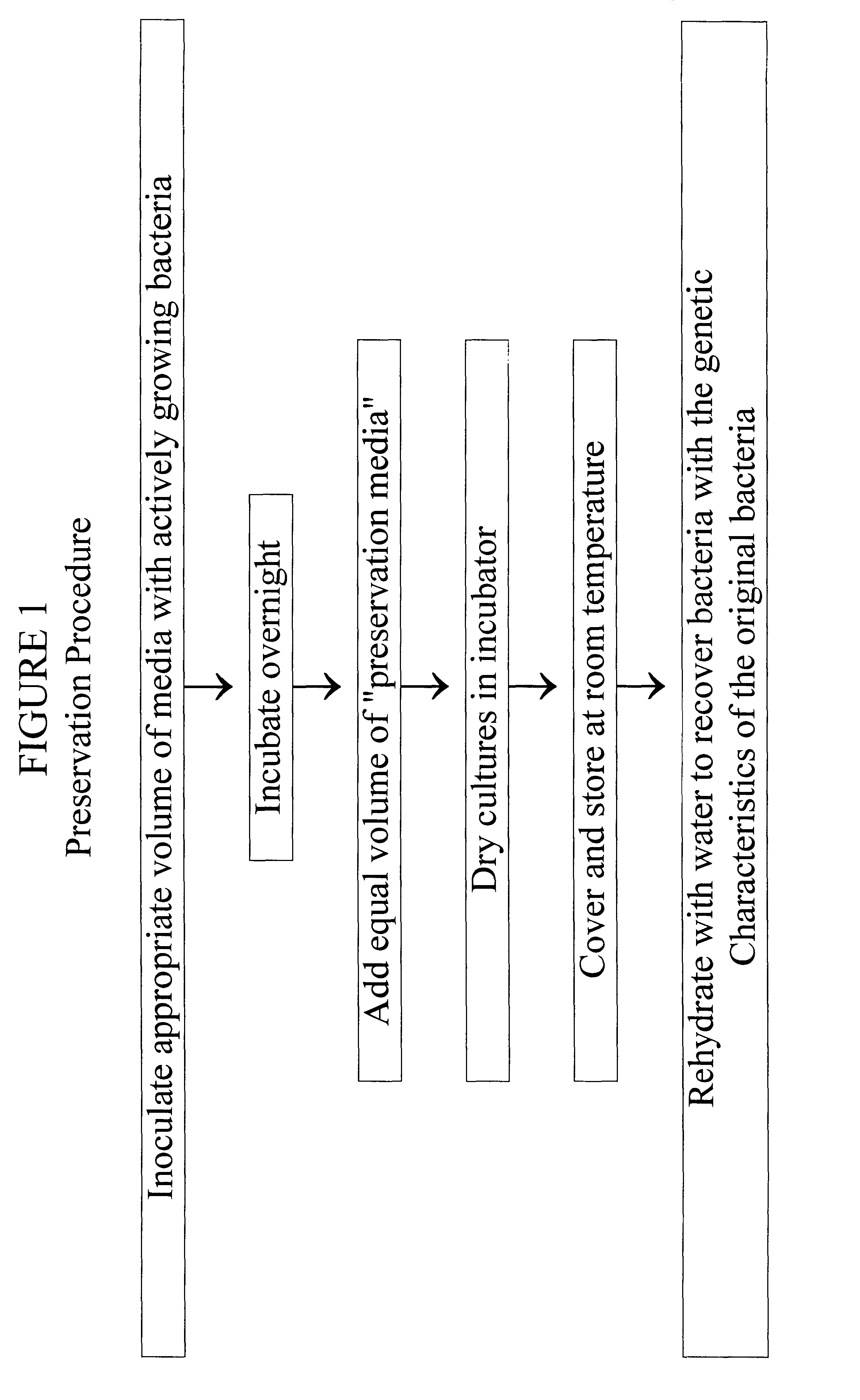 Viable dried bacteria produced by drying in the presence of trehalose and divalent cation