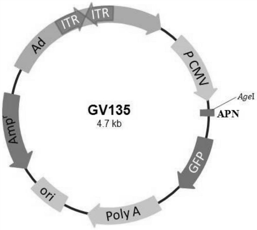 Applications of adiponectin modified islet cells in improvement or enhancement of islet transplantation