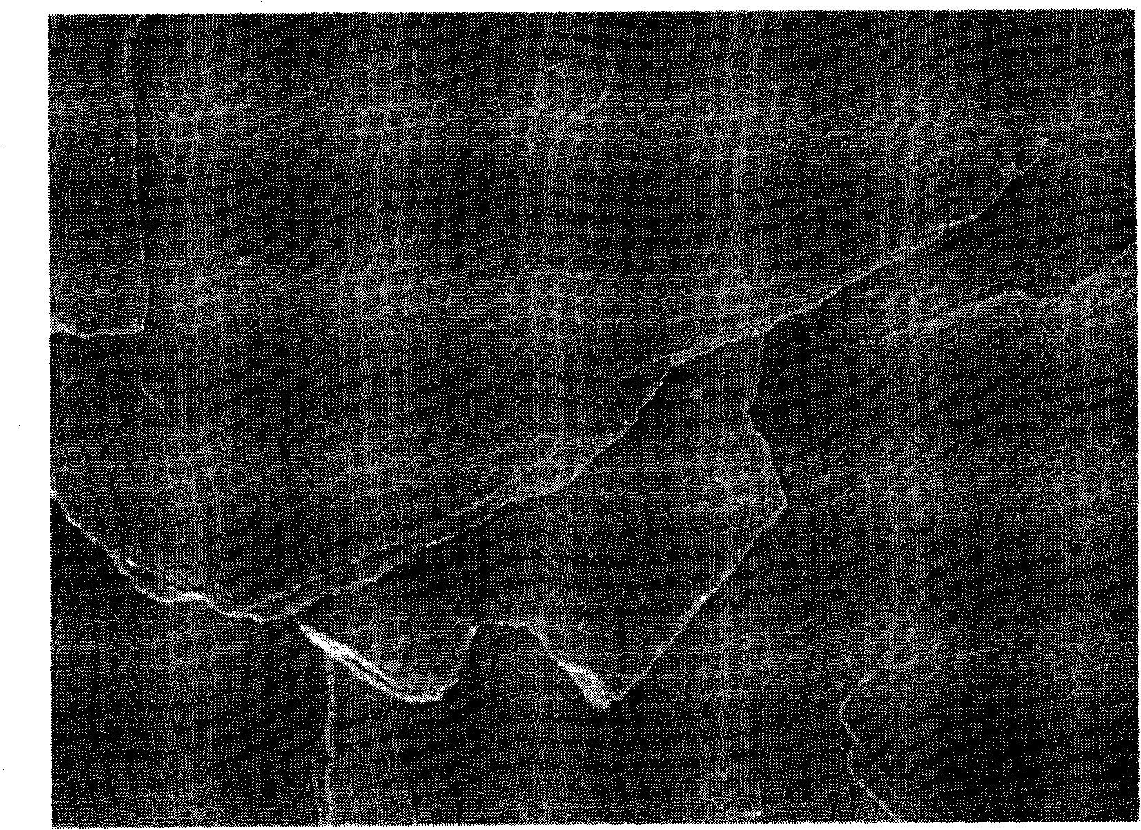 Synthetic mica prepared from calcined talcum and preparation method and processing method of fluorophlogopite powder and fluorophlogopite pearlescent pigment