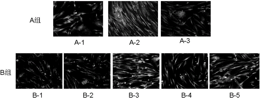 Antimicrobial macromolecule with biocompatibility