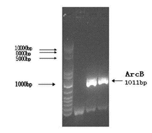 Enzymological detection method