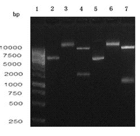 Enzymological detection method