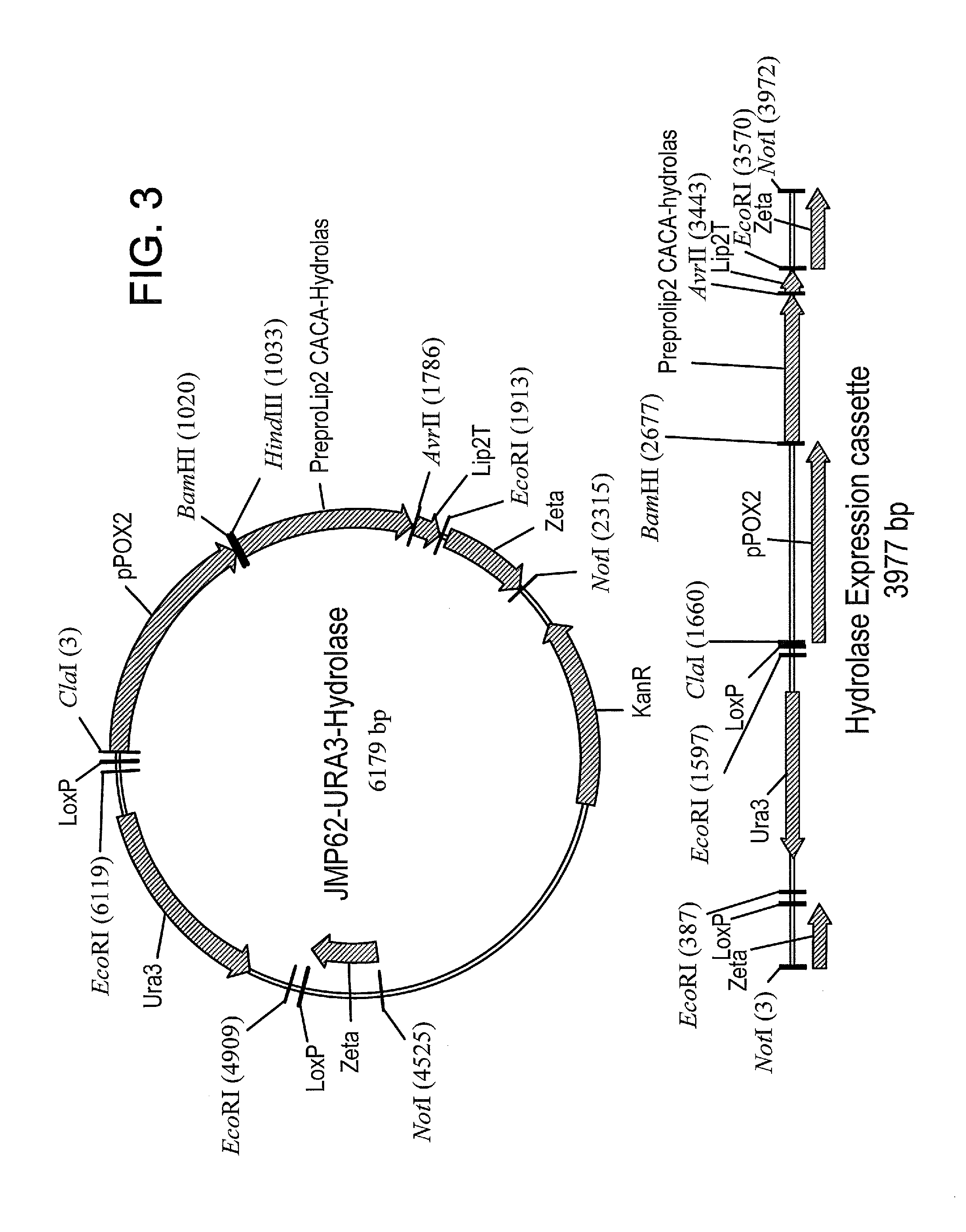 Methods of producing carboxylic acids