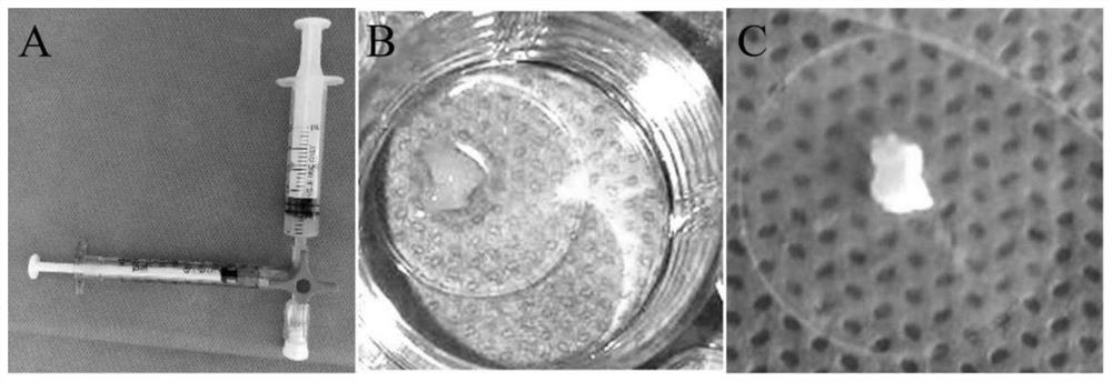 Preparation method and application of dental pulp and dentin complex