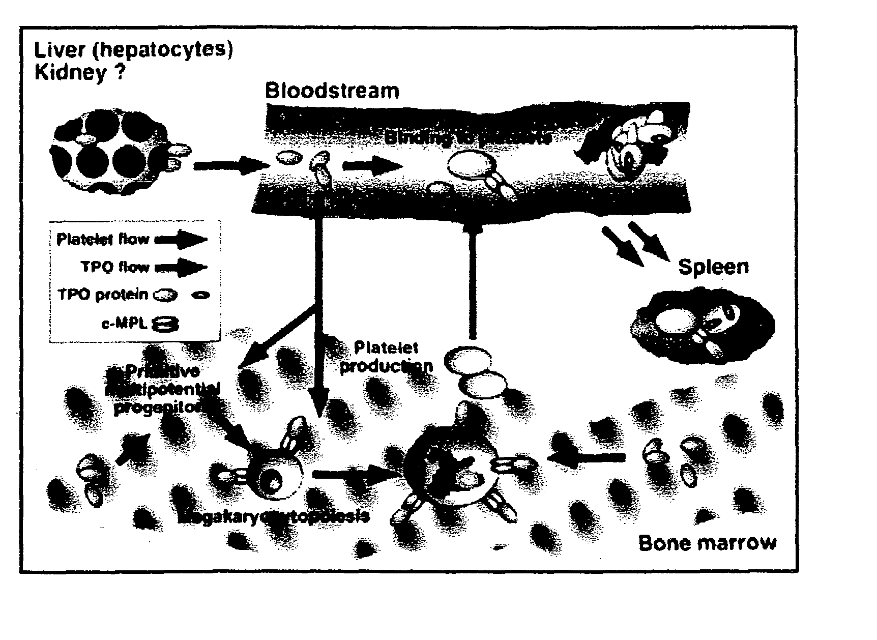 Methods of increasing platelet and hematopoietic stem cell production