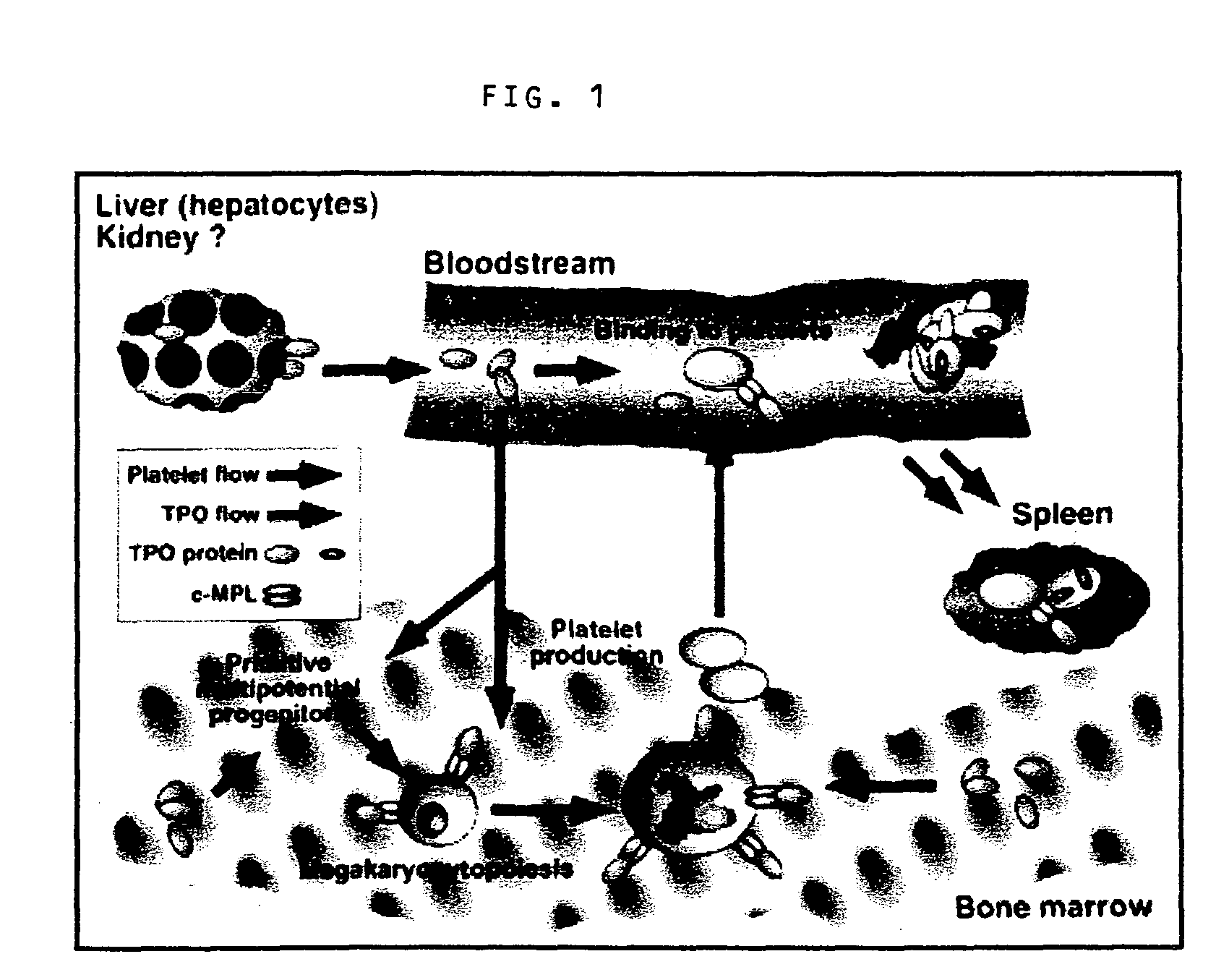 Methods of increasing platelet and hematopoietic stem cell production