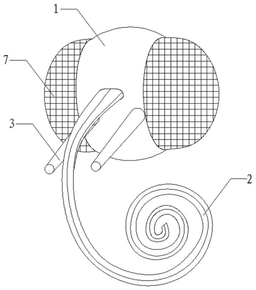 Siphon type mouthpart model teaching aid