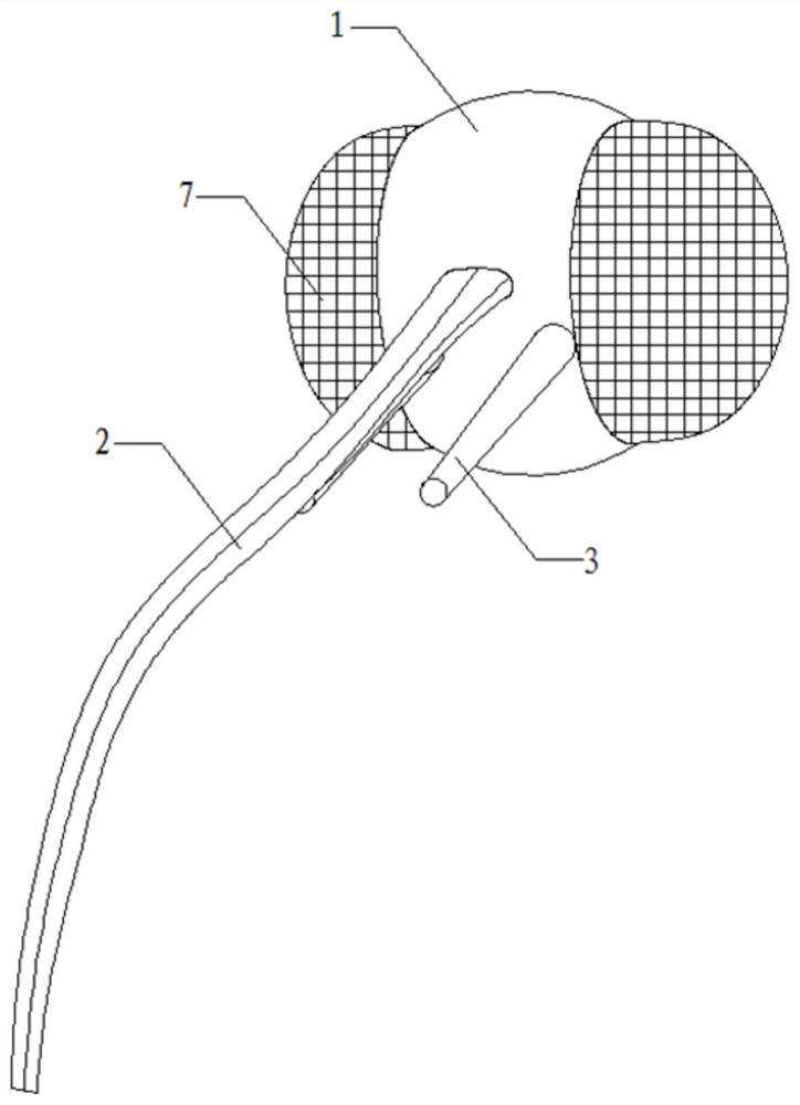 Siphon type mouthpart model teaching aid