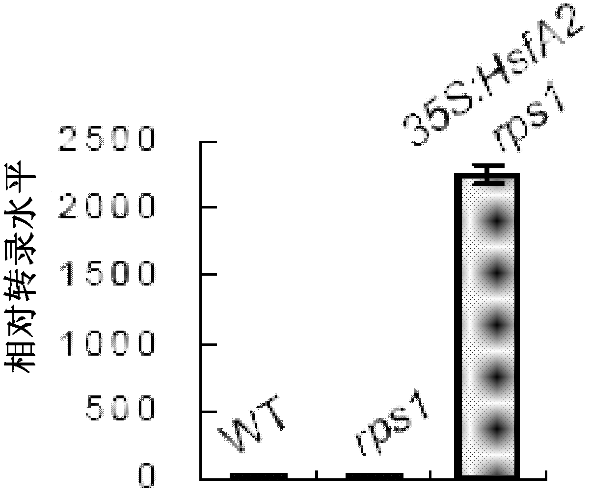 Heat-resistance related protein of plant maintaining stability of thylakoid membrane and application thereof