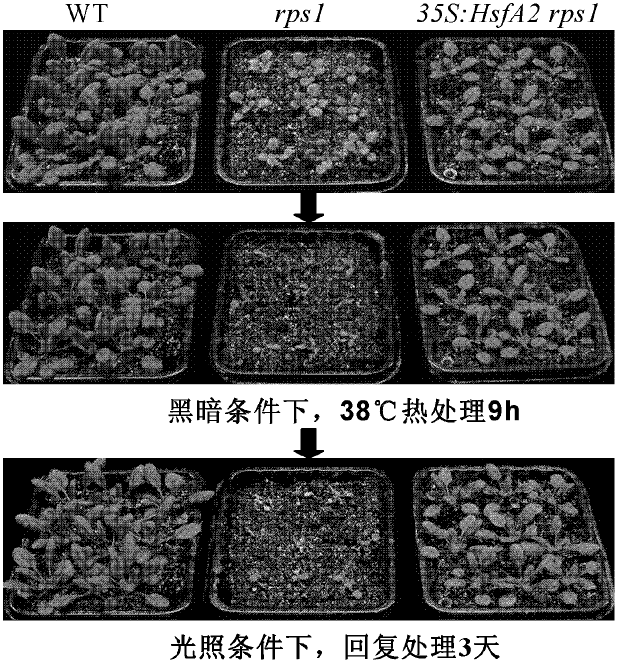 Heat-resistance related protein of plant maintaining stability of thylakoid membrane and application thereof