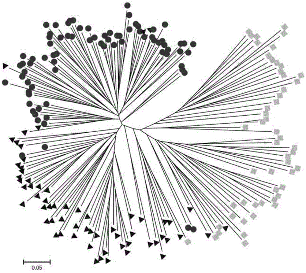 384 SNP loci and application thereof in soybean variety resource identification