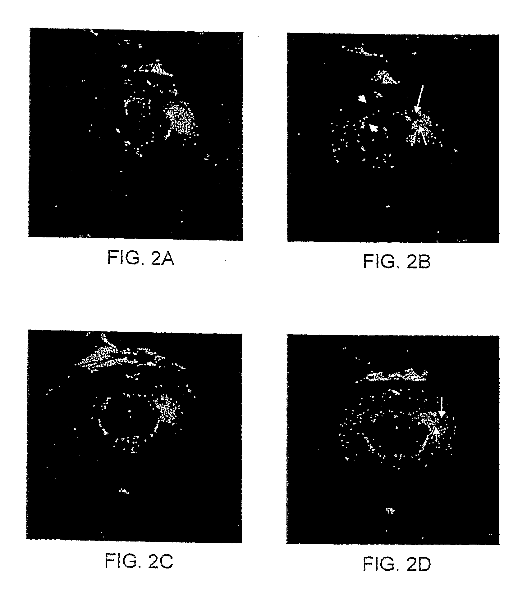 Functionalized Magnetic Nanoparticles and Methods of Use Thereof