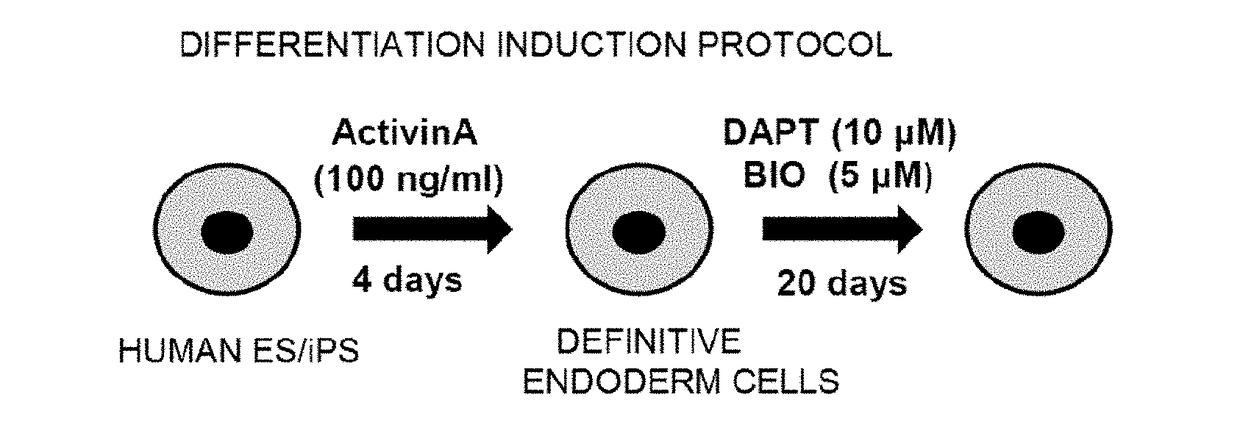 Intestinal Epithelioid Cells