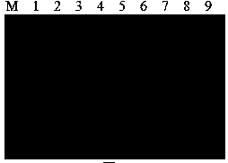 Primer for detecting porcine circovirus 3, PCR (polymerase chain reaction) kit and application