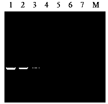 Primer for detecting porcine circovirus 3, PCR (polymerase chain reaction) kit and application