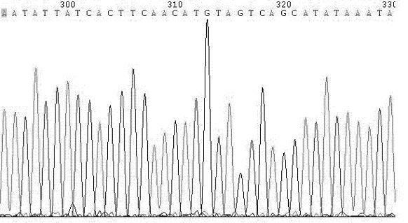 Method and kit for detecting mononucleotide polymorphic site rs 3820189 of high blood pressure susceptibility gene Mfn2