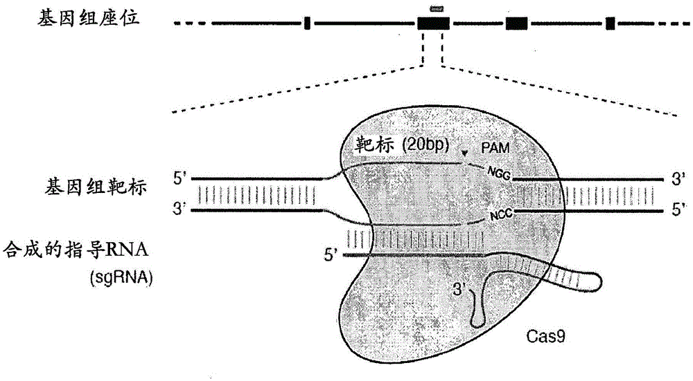 Optimized CRISPR-CAS double nickase systems, methods and compositions for sequence manipulation