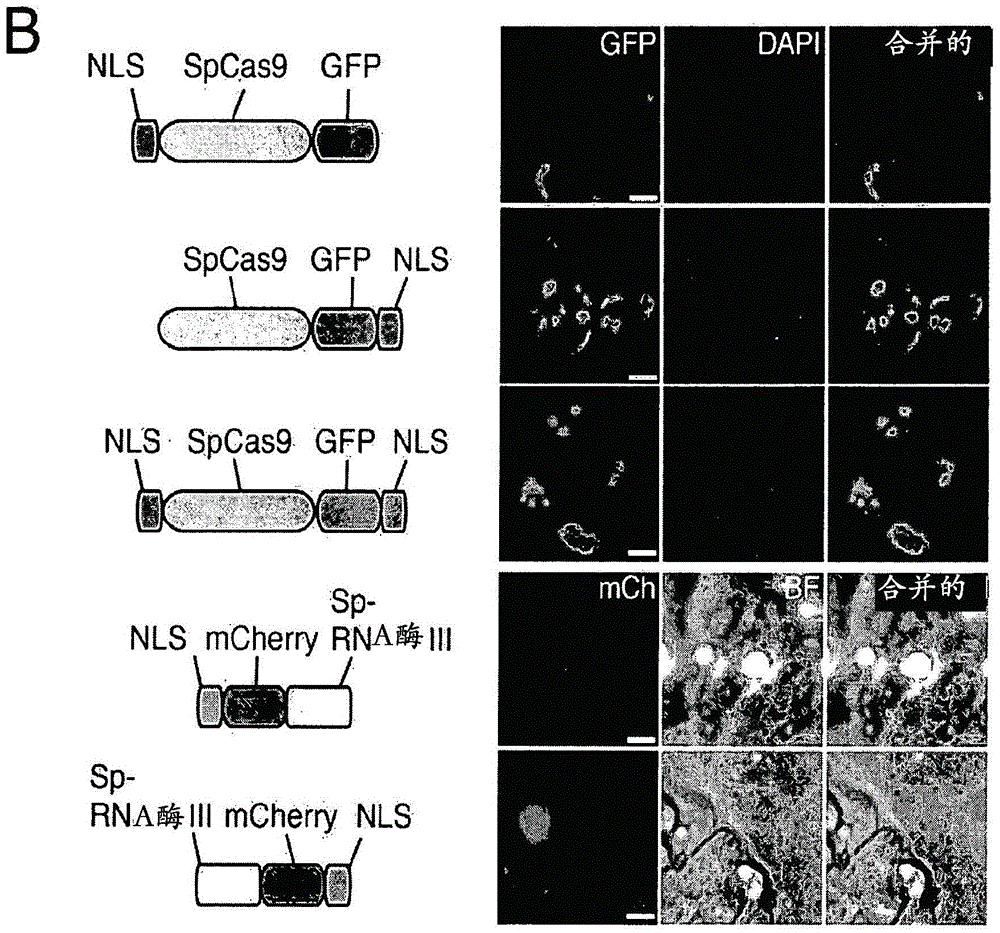 Optimized CRISPR-CAS double nickase systems, methods and compositions for sequence manipulation