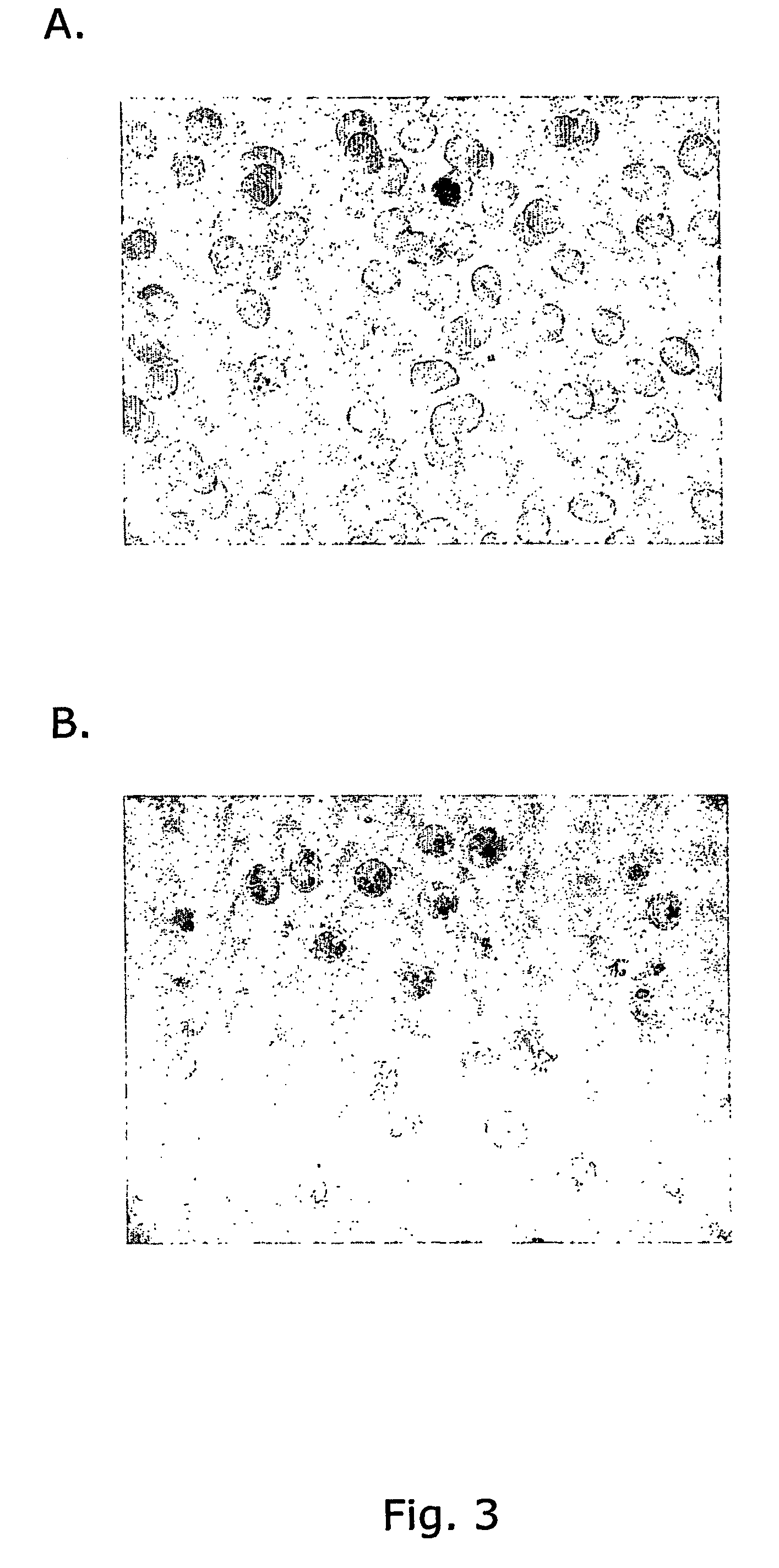 Compounds useful in the diagnosis and treatment of pregnancy-associated malaria