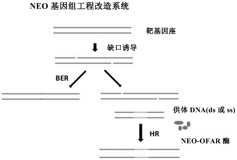 Gene knock-in composition and use method and application thereof