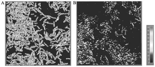 Method for transforming bacillus subtilis FMMs and application thereof