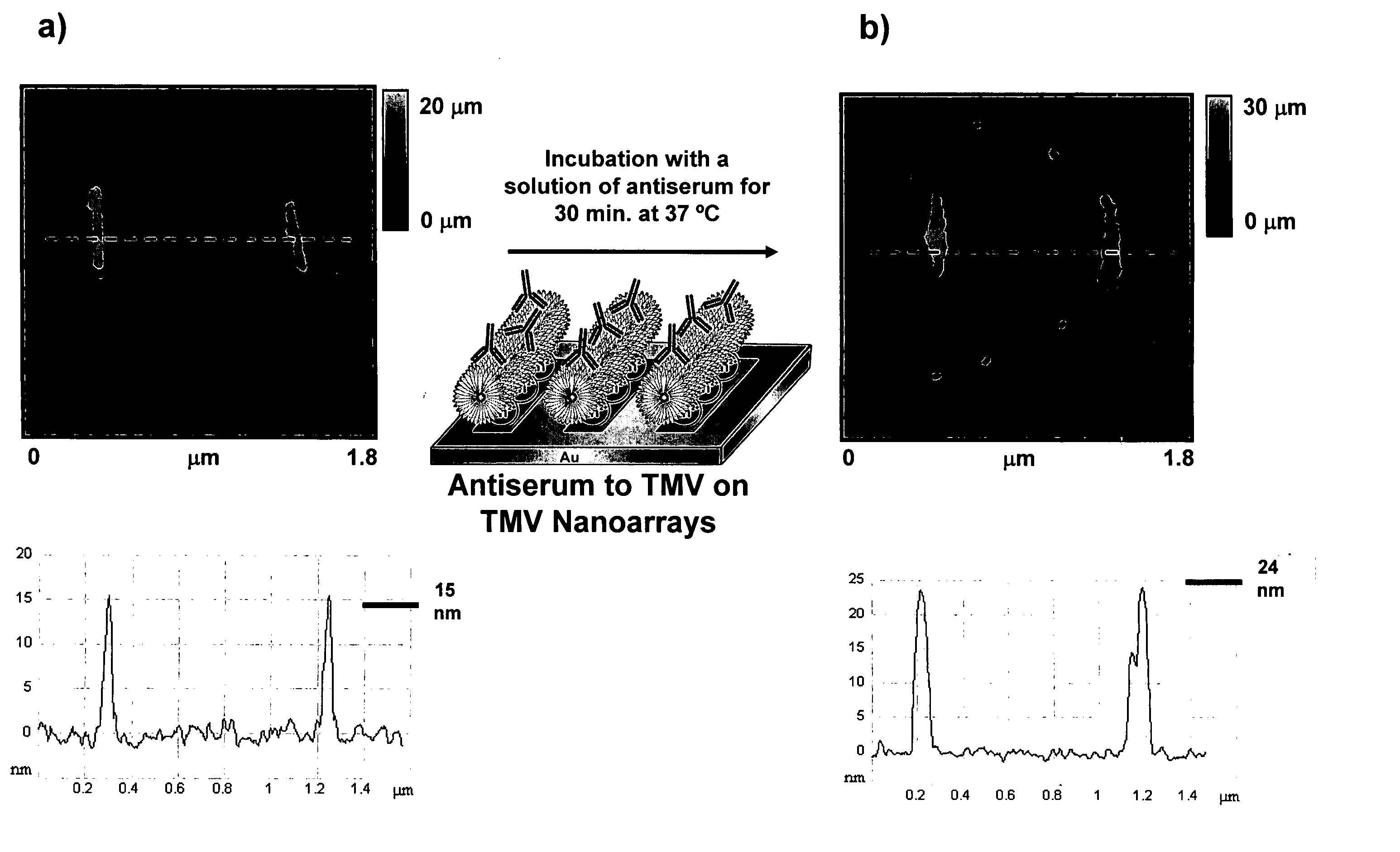 Nanoarrays of single virus particles, methods and instrumentation for the fabrication and use thereof