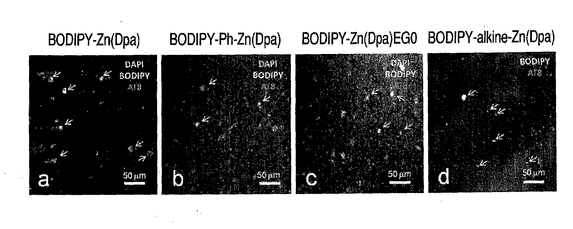 Multisite phosphorylated peptide (protein) recognizing compound and detection method, imaging method, alzheimer's disease diagnosing method and reagent kit using the same