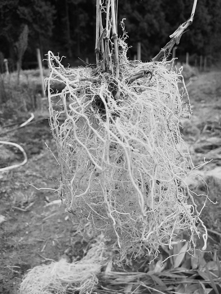 Method for quickly raising seedlings of moso bamboo seeds